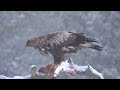 Golden eagle in Utajarvi, Finland.