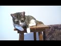 Cat Washes His Paws on a Chair