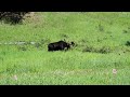 Moose in Conifer, CO