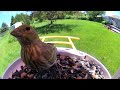 BirdCams-Week 1-Jun 2024