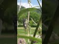 Cicada Singing #cicada #gardening #flowers #entomology #insects
