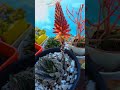 My  Aloe Aloe Collection 2016