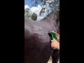 BATHING MY RESCUE KILL PEN HORSE IN 60 SECONDS