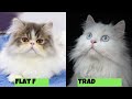 10 Fun Facts About Persian Cats