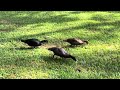 Duck Trio Story Episode 1 - Introducing Mary, Mark, and Tina. Mary is from the Story of Injured Duck