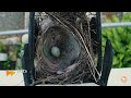 Finch Nest RANSACKED by Cowbird Mother after Chick Dies