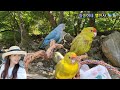 섬마을선생님 #이미자(원곡)#커버 청송이네앵천사 🐦🐦