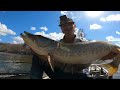 Fishing a SMALL RIVER for GIANT MUSKIES! (12 MUSKY IN ONE DAY)