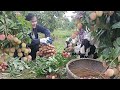 Harvesting lychees early in U Hong, eating lychees early in U Hong - Thu Hien Farm