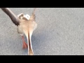 STREET GEESE 2: REVENGE OF THE GEESE