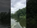 That tree was loaded with mayflies and the birds were swarming it