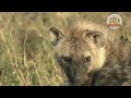 【Truth About Hyenas】Skilled Hunters and Highly social Animals【Amazing Animals/WAKUWAKU】