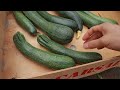 Growing Zucchini At Home In A Container - Large, Long Fruit - 1 To 72 Day Diary