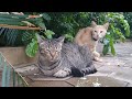 Cute Animals & Funny Cats Videos Around The World #Long#Videolong