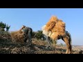 Canti di lavoro in Sicilia di Pino Biondo Trailer