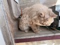 Fluffy Playful Persian Cat 🐱