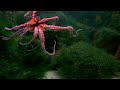 Octopus with New Age Music ► 2 HOURS ◄  (HD 1080p)