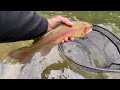 Little Lehigh Creek Trout Fishing ( PA ) 5 / 27 / 24