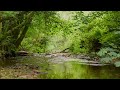Babbling Brook / Birds Chirping /Nature Sounds / Reduces Stress
