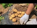 24년 감자 수확시기, 텃밭 감자 수확일을 결정하는 줄기와 잎의 변화.