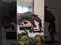 Dinosaurios en el museo Descubre 