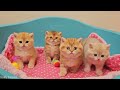 Family of British Shorthair kittens playing happily together