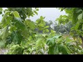 Heavy Rain Walk: Village by River Dam with Small Houses, Wind, and Thunder