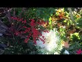 Christmas decorated flowerbeds at University Village, Seattle - next to Apple Store video clip 1