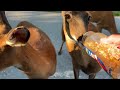 Two Deer Learning to Share a Treat