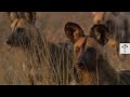 Wild Dog Warriors: Thriving Among Lions and Hyenas | Nature is Brutal