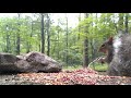 Eastern Gray Squirrel (Video for dogs and cats to watch...)