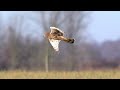 Northern Harrier 