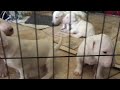 Bull Terrier Puppies crying to eat!!