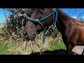 Horse Riding in Bay Of Islands in New Zealand