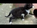 Cute Funny Kittens:1000 Kisses More! (mini comedy)