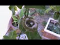Hatching Hummingbirds Caught on Camera - Rare Footage!