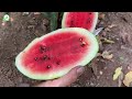 Mangoes With Watermelon : How i Grafting Mangoes with Watermelon produces the most fruit  Watermelon