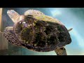 Turtles,Marvels of the Deep: Exploring Sea Turtles.#turtle #seaturtles @VillageBoat