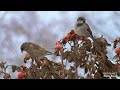 Зеленушки на колючем шиповнике. Greenfinches on a prickly rose hip.