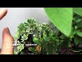 Euphorbia Trigona (African milk tree) Care Tips and Propagation - WITH UPDATES!