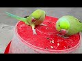 Cute ringneck parrot playing with baby parrot || parrot eating seeds 😋  speaks in Urdu&Hindi