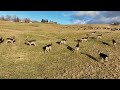 Dji Mavic 3 4k footage #195