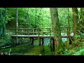 Ambient sounds + JAZZ Forest coffee shop Natural ambience sounds In the forest CAFE JAZZ - Work BGM