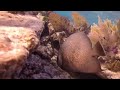 MOLASSES REEF pt 1 - SNORKELING KEY LARGO  5 Nov 2016