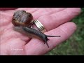 Snail in a  shell on my Hand | Huisjesslak (klein) op mijn hand | live video by Tine de Jong