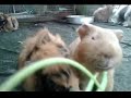 guinea pigs eating kangkong at Farm in the City