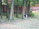 German wirehaired pointer dog hunting a squirrel