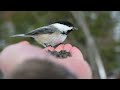 Hand feeding a chickadee (slow mo)