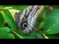 The World of Insects - Unveiling Earth's Mini Giants | Full Documentary