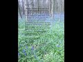 BLUEBELLS SPOKEN